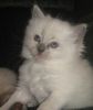 Ragdoll kittens for sale Pennsylvania